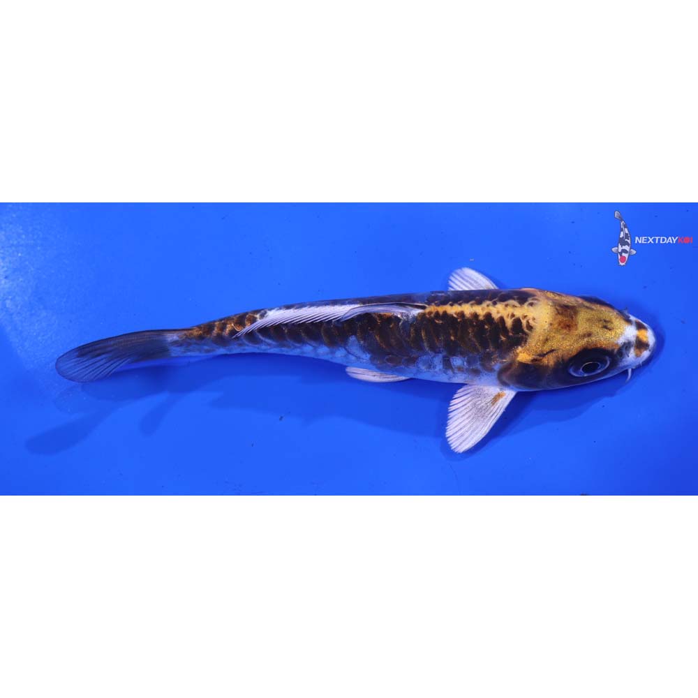 5.5” Imported Armor Scaled Kujaku