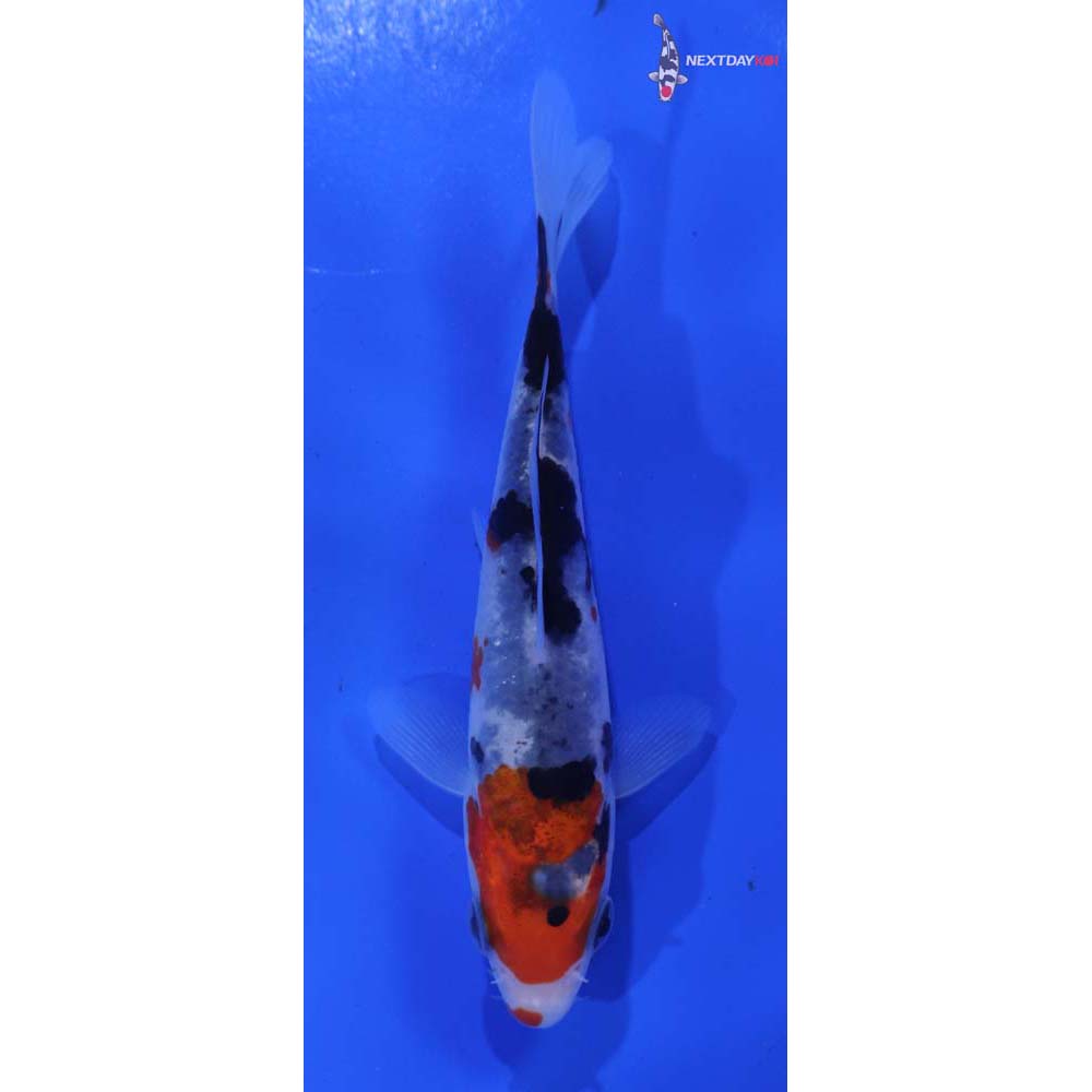 4” Imported Beni Matsukawabakke