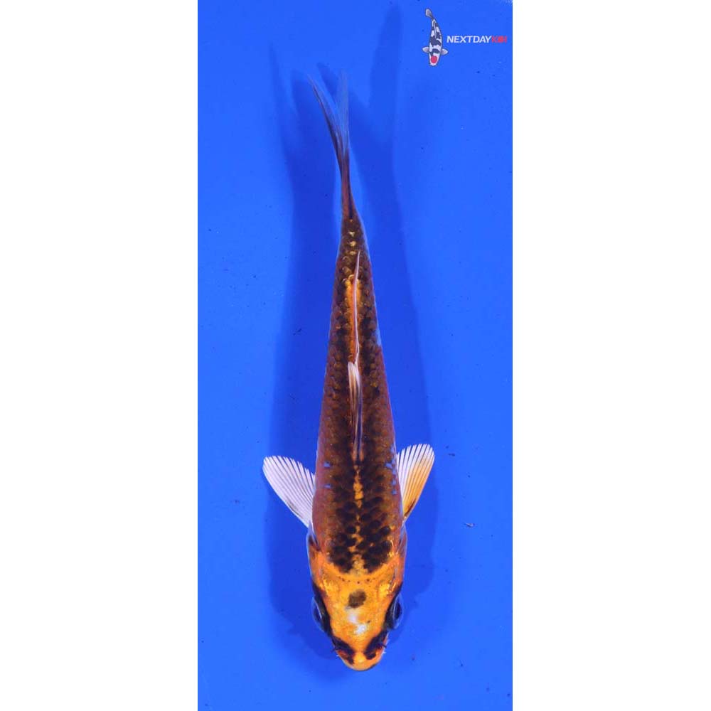 4” Imported Kujaku