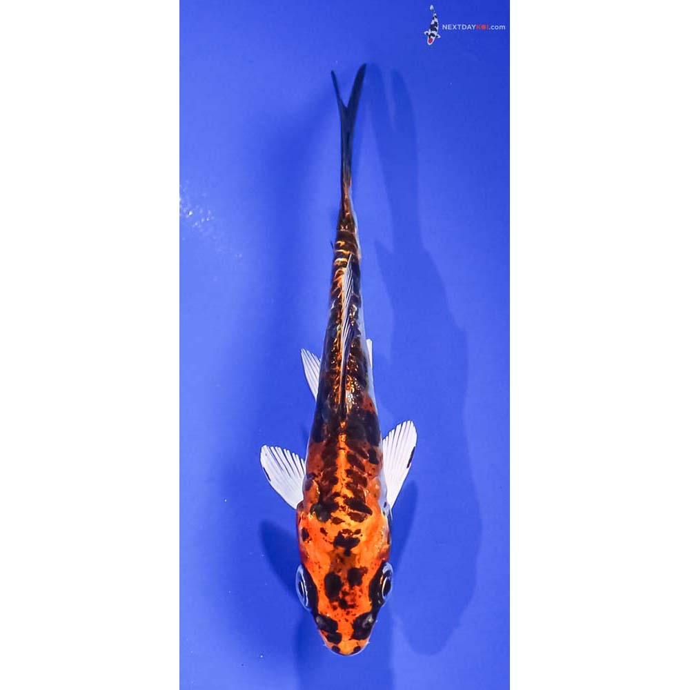 3.5” Imported Heisei Nishiki