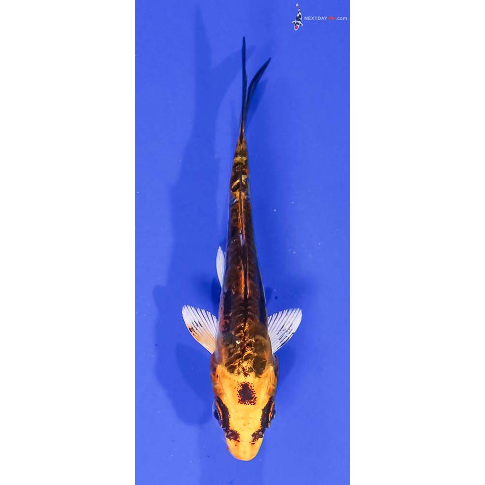 4” Imported Kin Kikokuryu