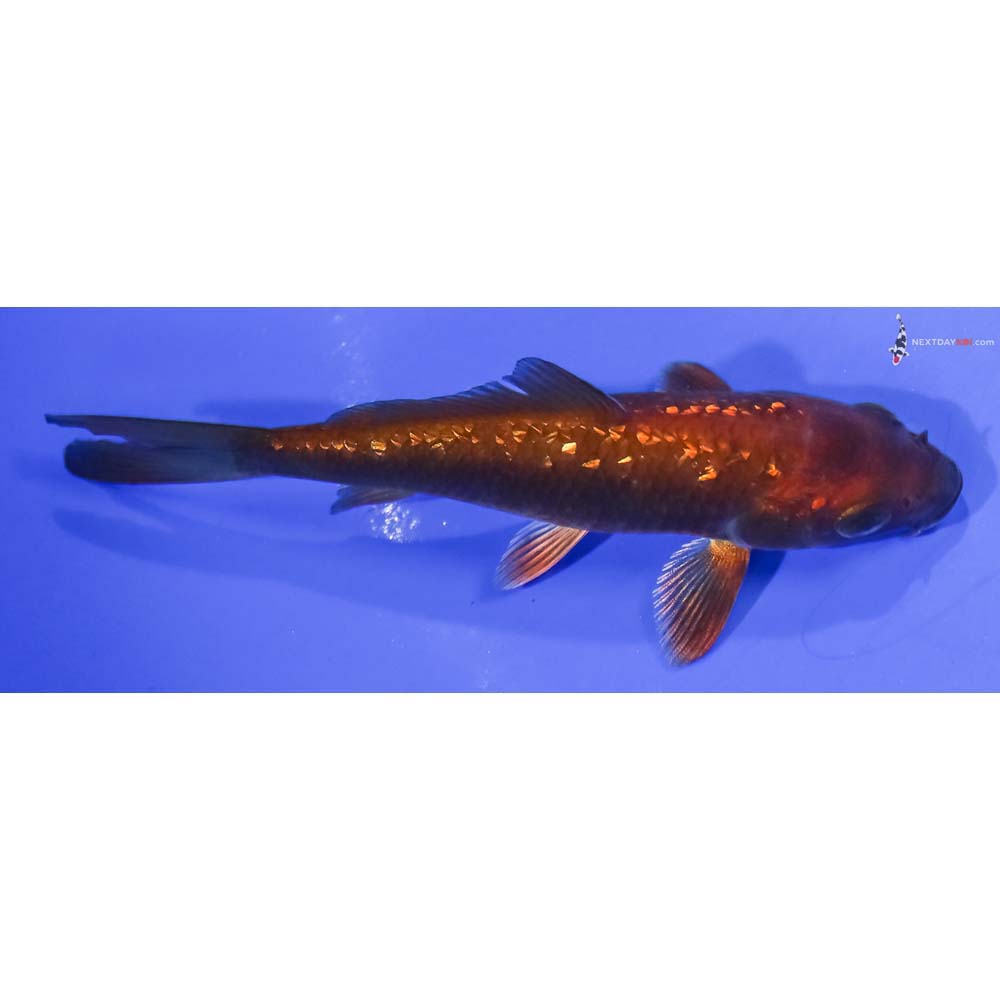 4” Imported Gin Rin Chagoi