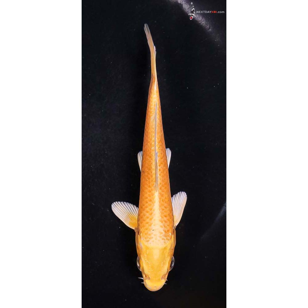 5” Imported Yamabuki Ogon