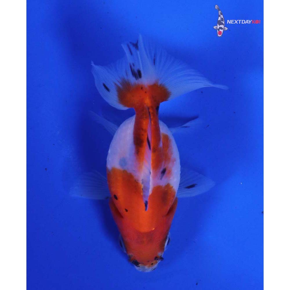 2.5” Imported Calico Pearlscale