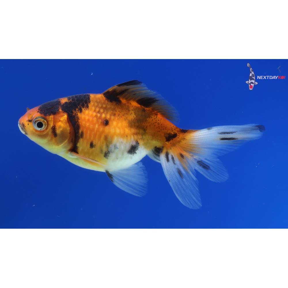 3” Imported Calico Pearlscale