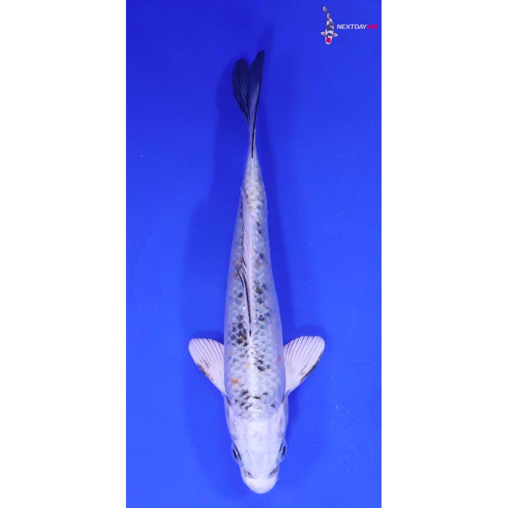 6.5” Imported Yamato Nishiki