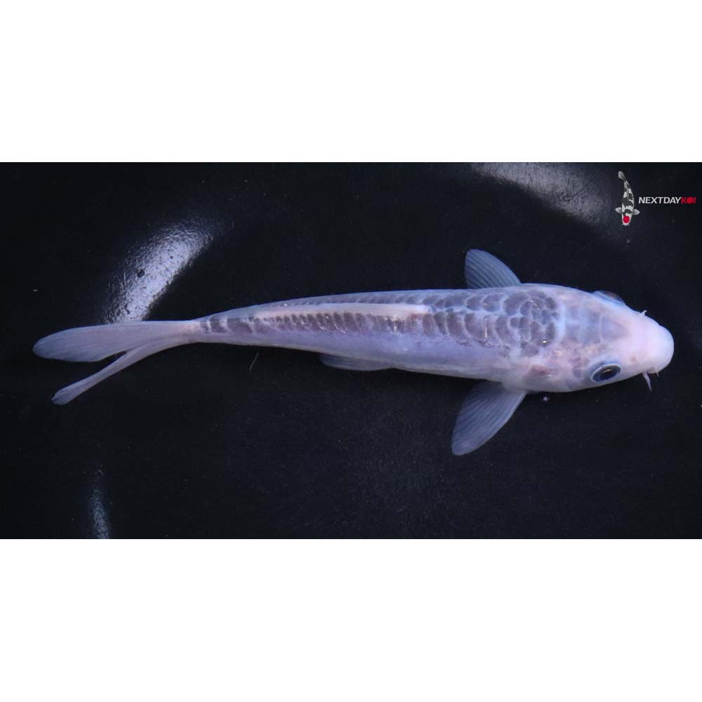 6.5” Imported Shusui