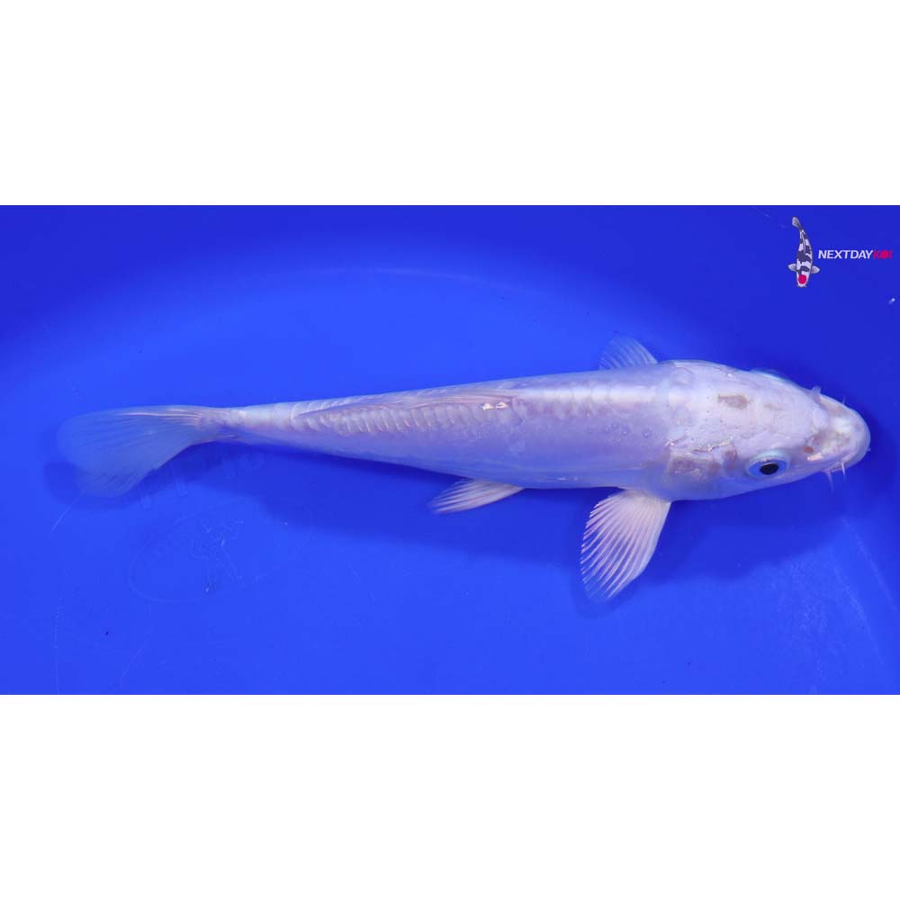 7” Imported Doitsu Platinum Ogon