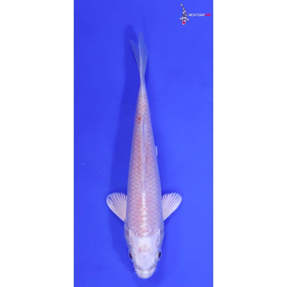 6” Imported Platinum Ogon