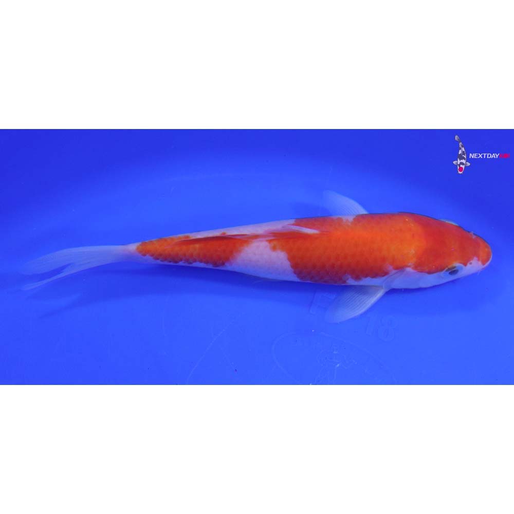 7” Imported Kohaku