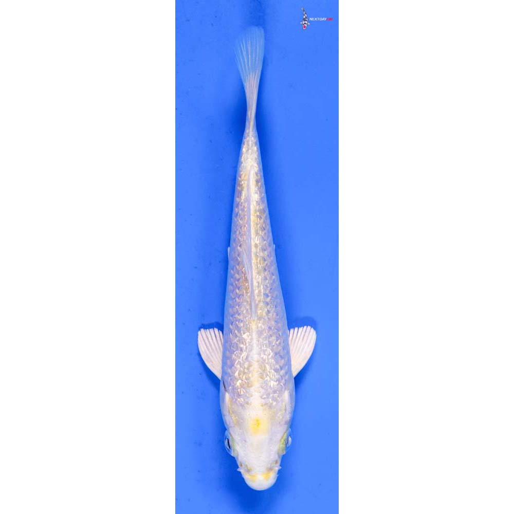 5” Imported Gin Rin Lemon Hariwake