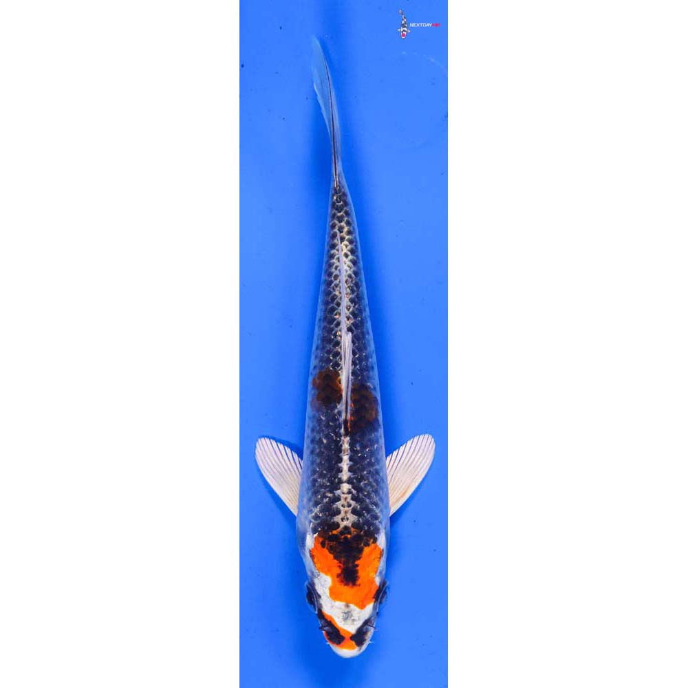 6” Imported Kujaku