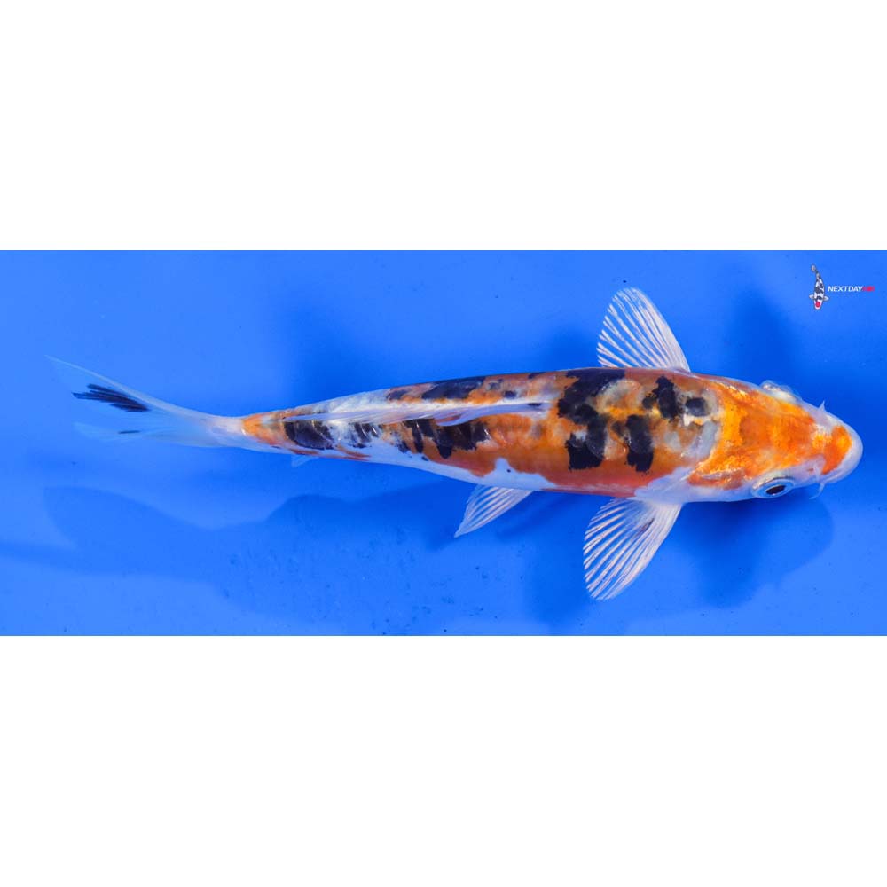 6” Imported Heisei Nishiki