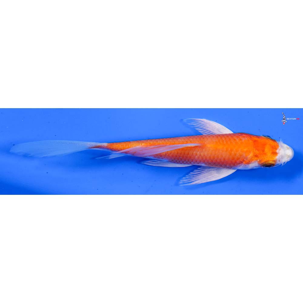 4.5” Imported Hariwake Butterfly Koi