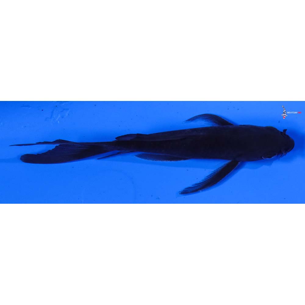 5” Imported Soragoi Butterfly Koi