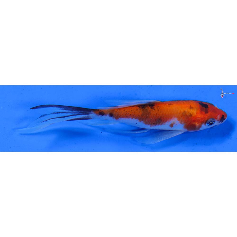 4” Imported Sanke Butterfly Koi