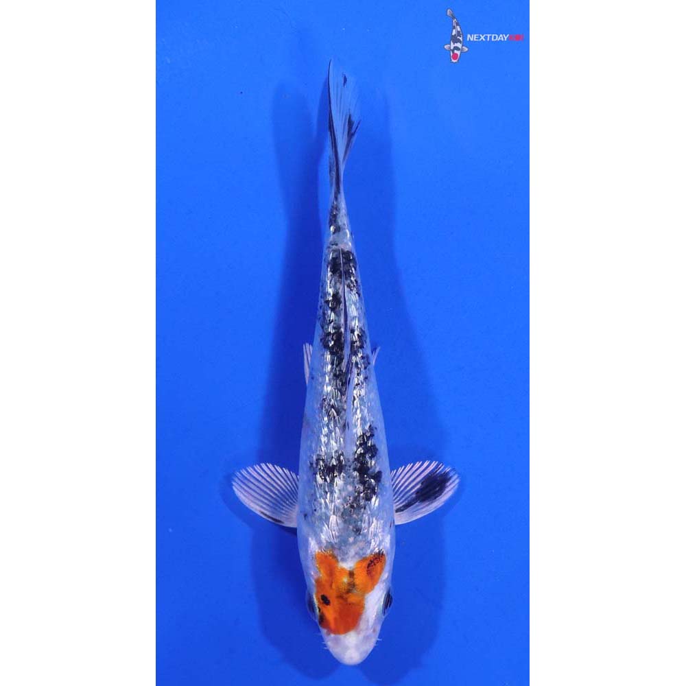 4” Imported Gin Rin Yamato Nishiki