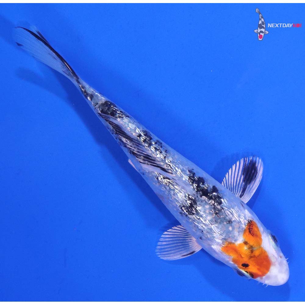 4” Imported Gin Rin Yamato Nishiki