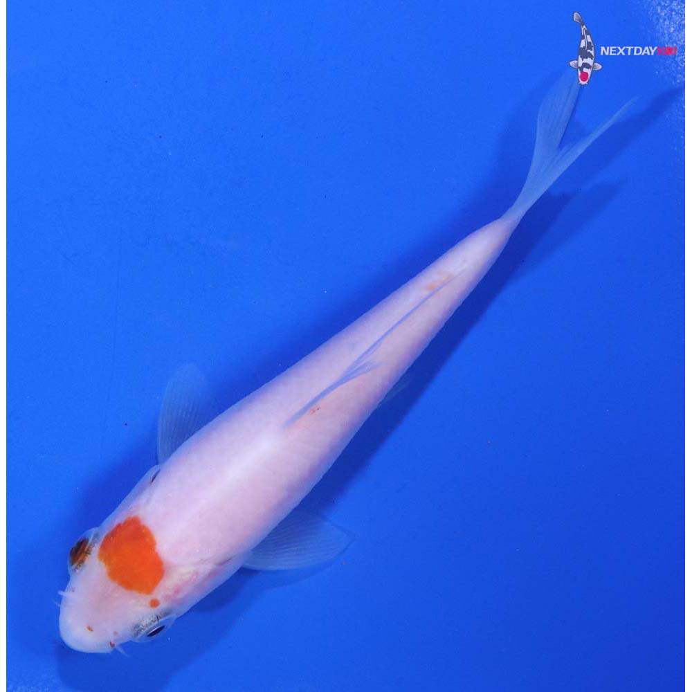 4.5” Imported Kohaku