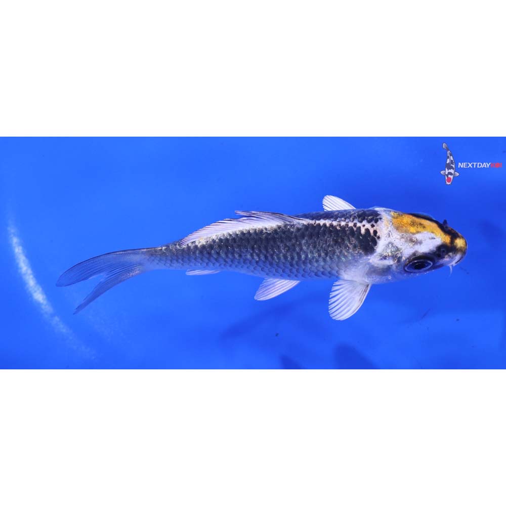 4.5” Imported Kujaku