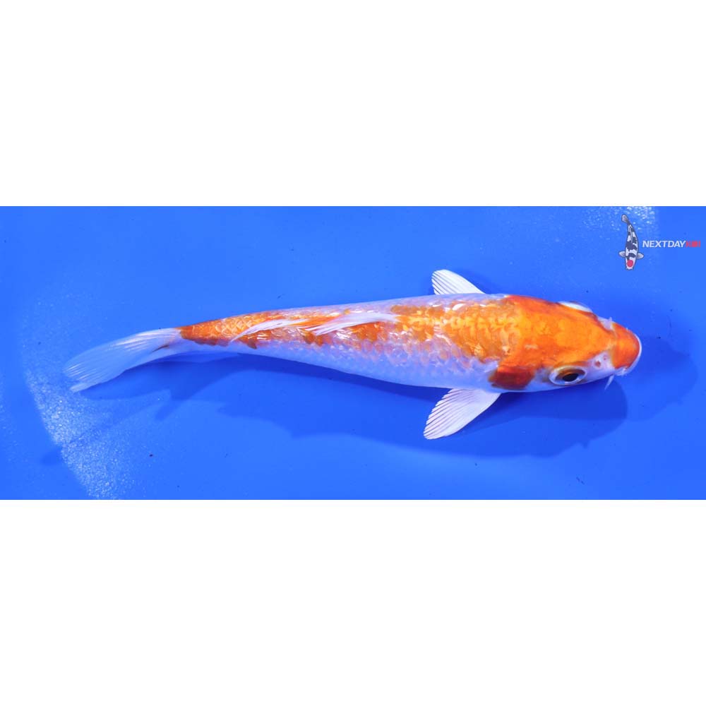 5” Imported Gin Rin Hariwake