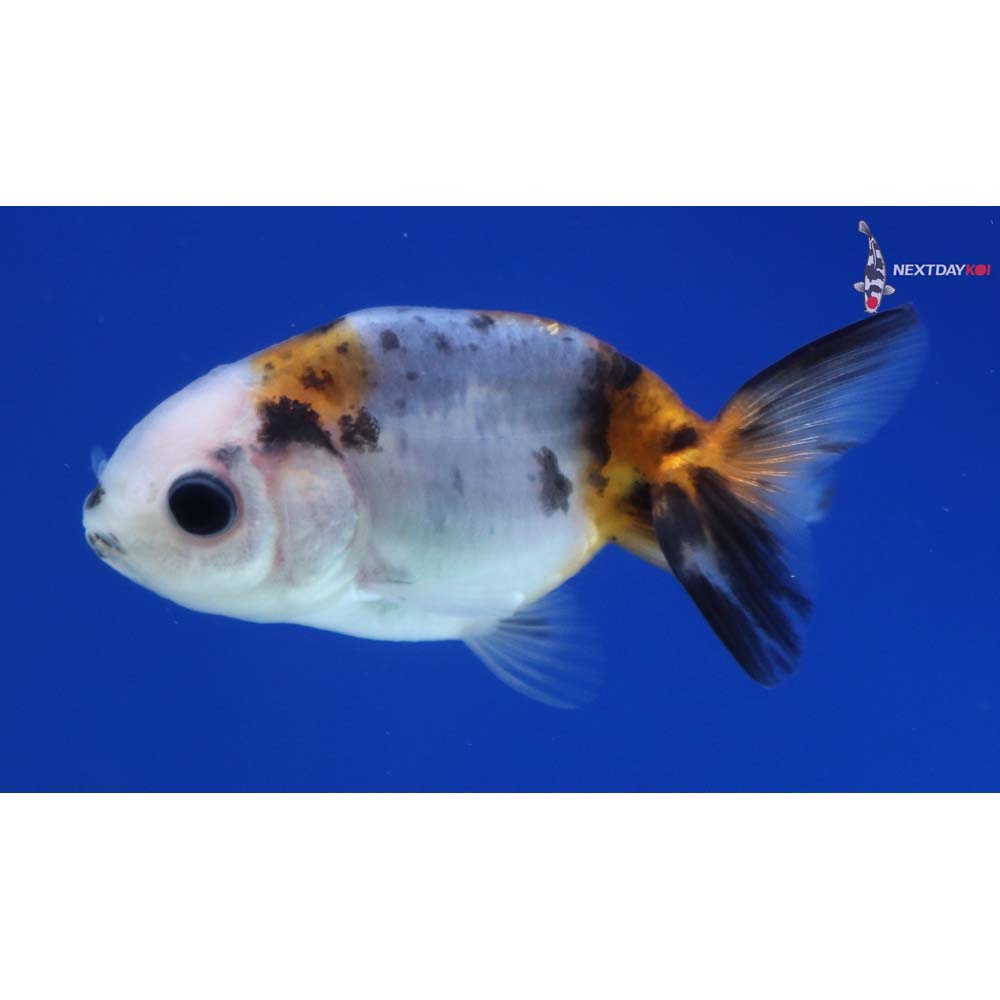 2” Imported Calico Ranchu