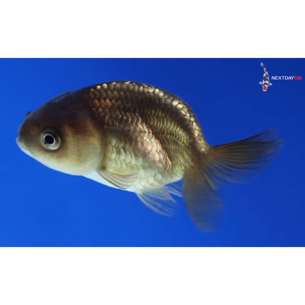 2.5” Imported Black Ranchu