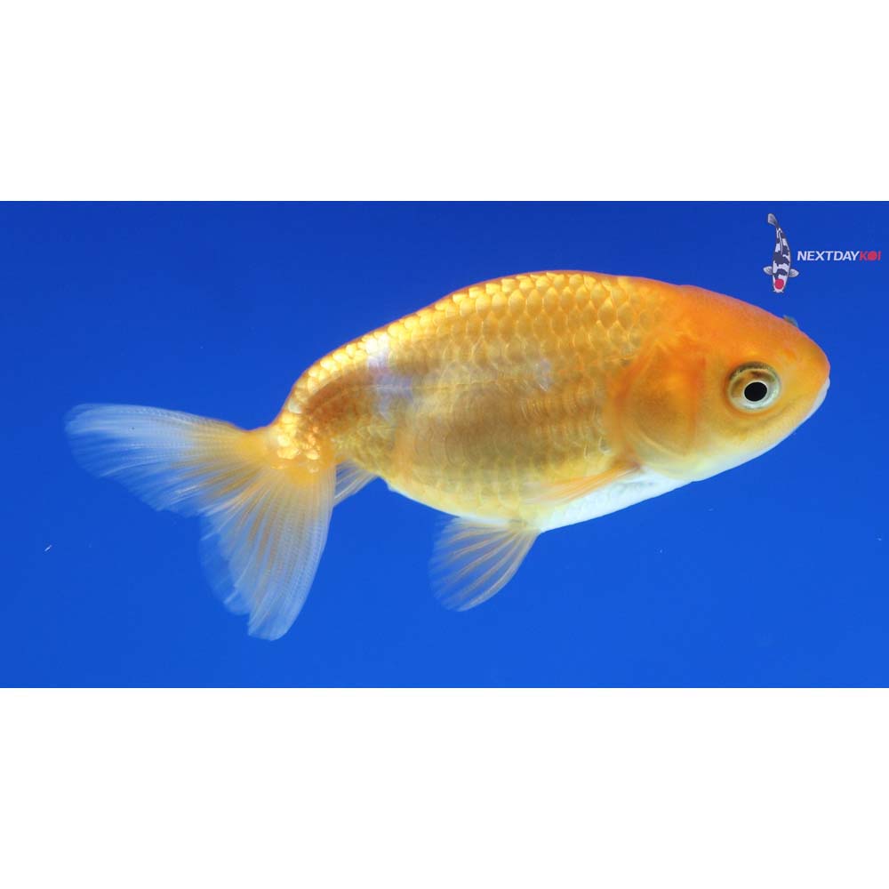 2.5” Imported Red and White Ranchu 
