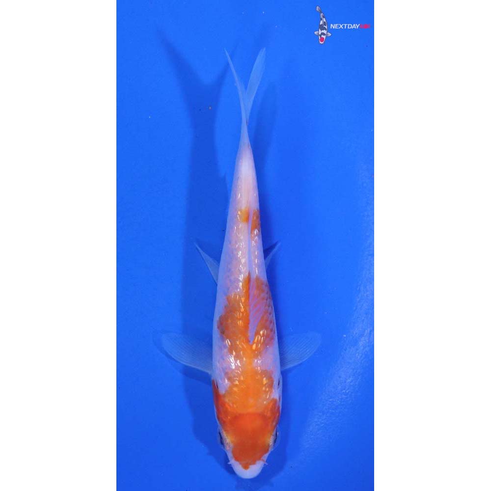 3.5” Imported Gin Rin Kohaku