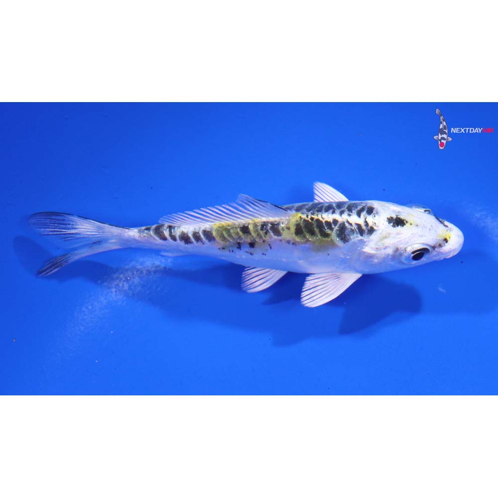 3.5” Imported Doitsu Blue Kujaku