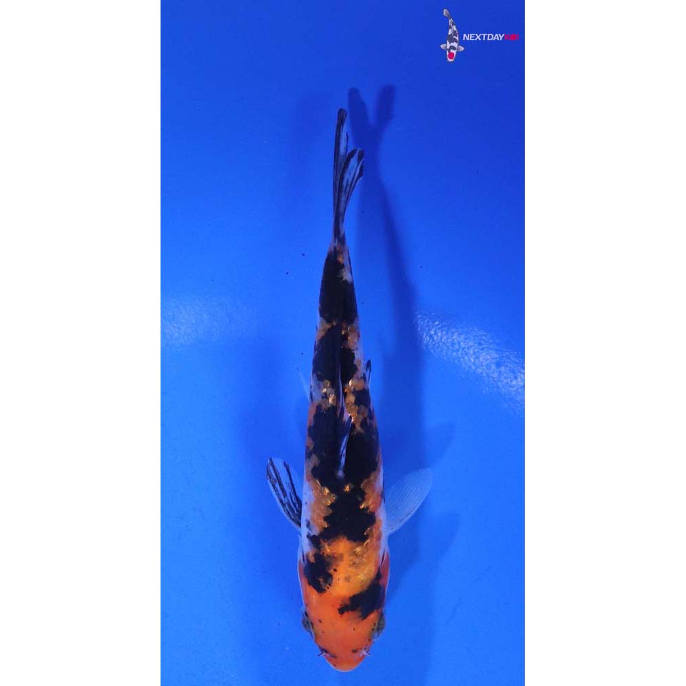 4” Imported Gin Rin Sanke