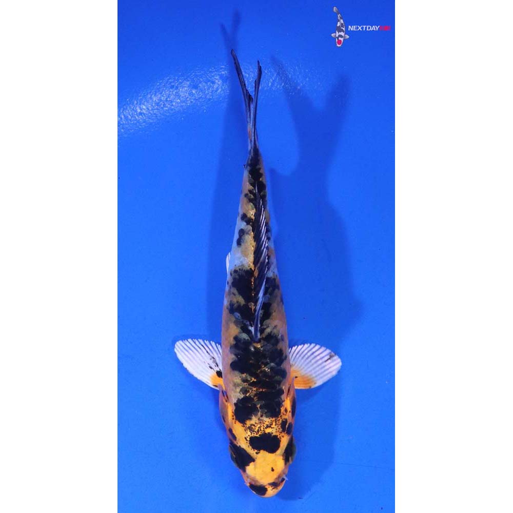 3.5” Imported Yamato Nishiki