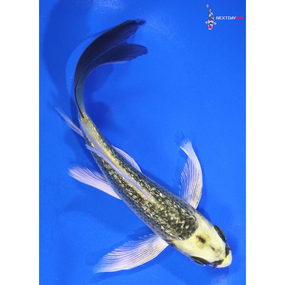 4.5” Imported Gin Rin Ki Matsuba Butterfly Koi