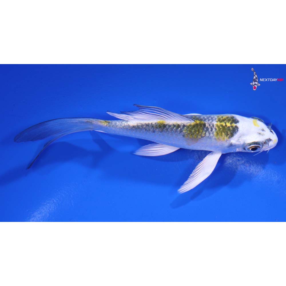 4.5” Imported Kujaku Butterfly Koi