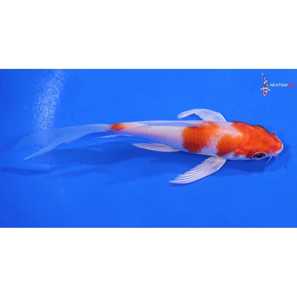 4” Imported Hariwake Butterfly Koi