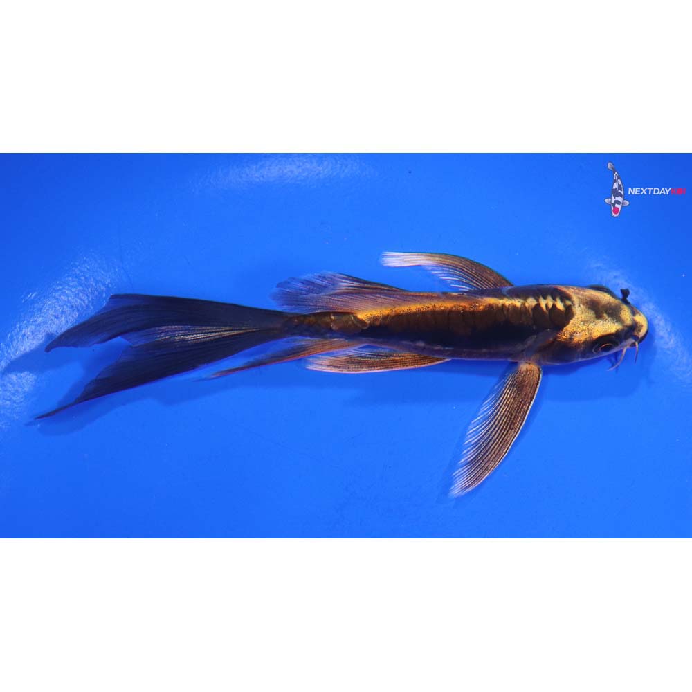 5” Imported Kin Kikokuryu Butterfly Koi