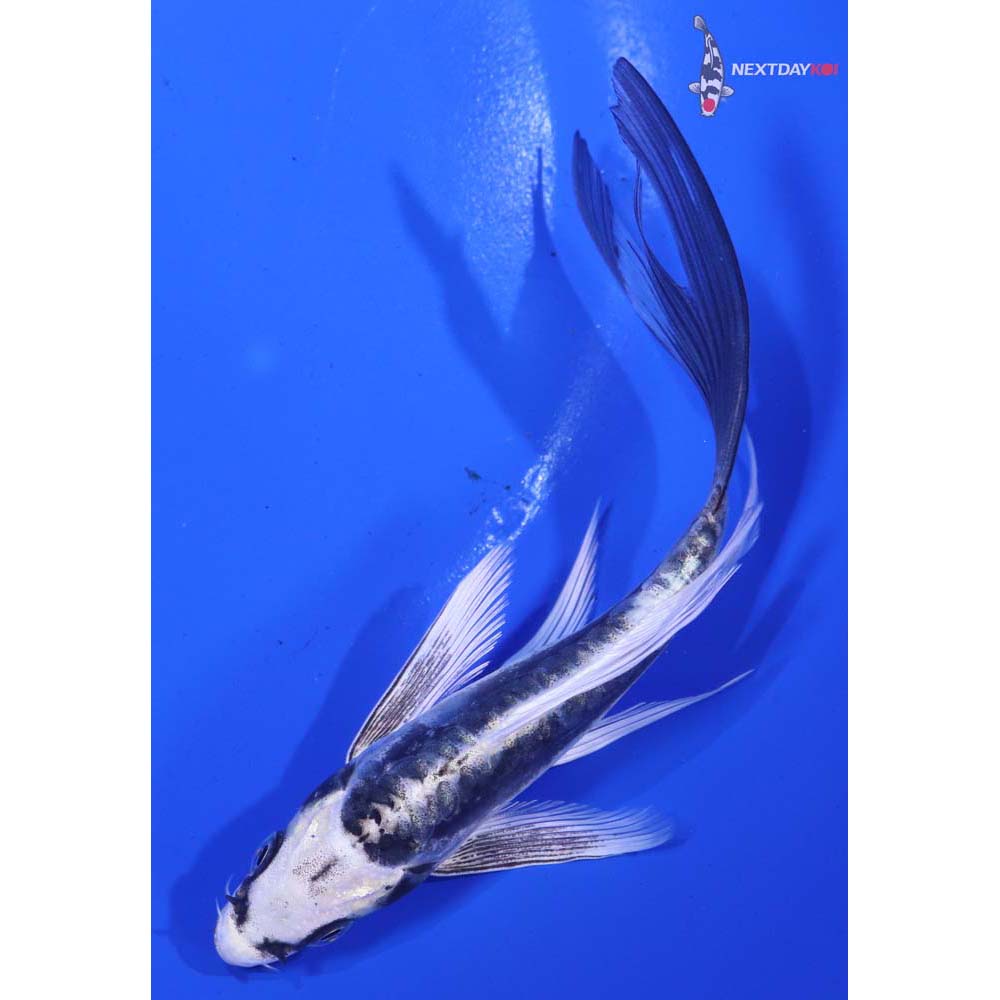 6” Imported Kin Kikokuryu Butterfly Koi