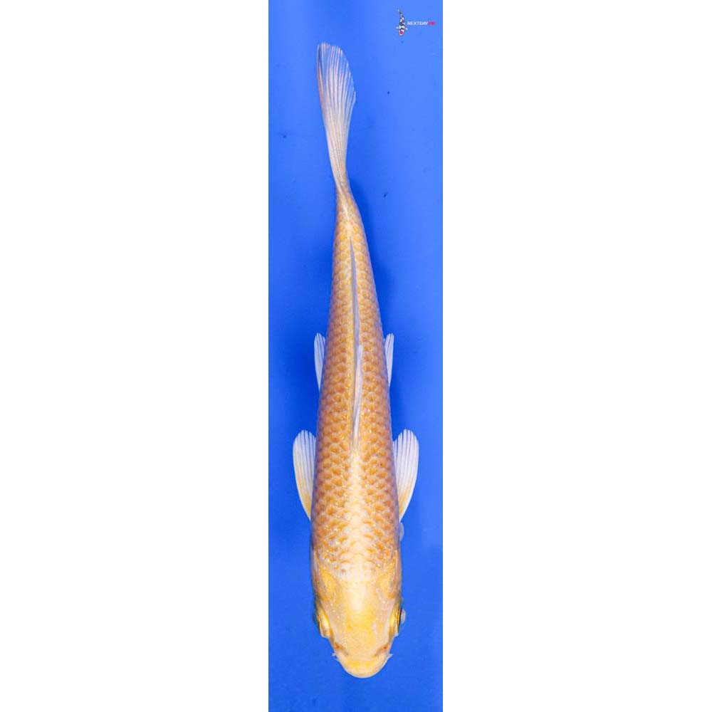 4.5” Imported Yamabuki Ogon