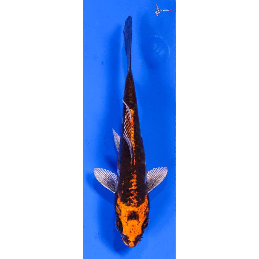 4.5” Imported Kin Kikokuryu