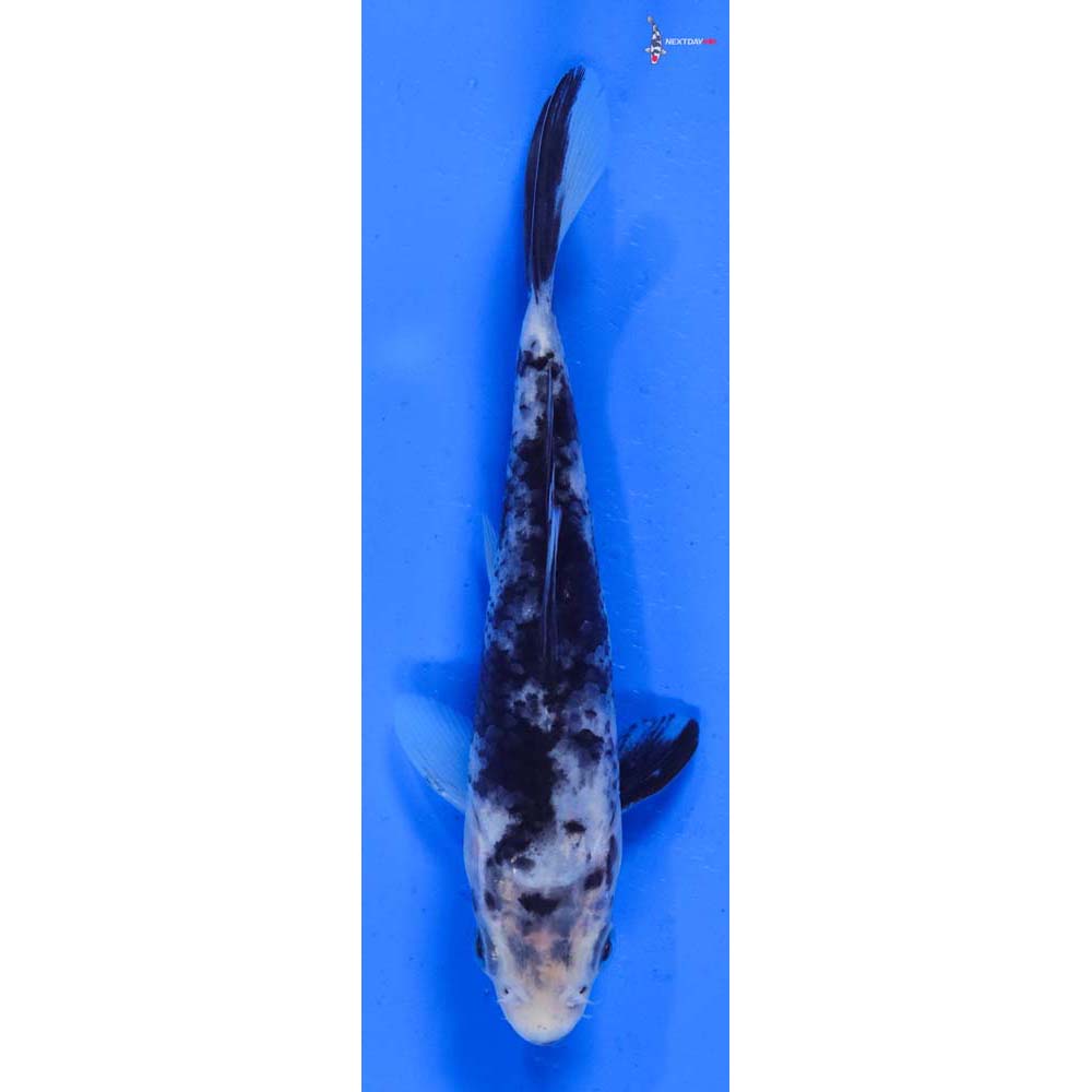 5” Imported Matsukawabakke