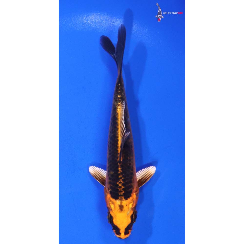 4.5” Imported Orenji Matsuba