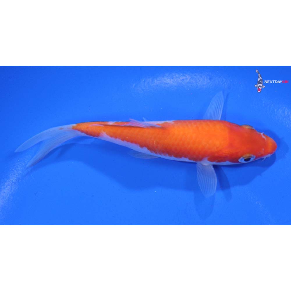 4.5” Imported Kohaku