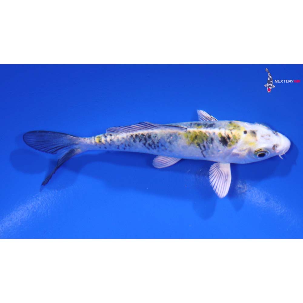 4” Imported Yamato Nishiki