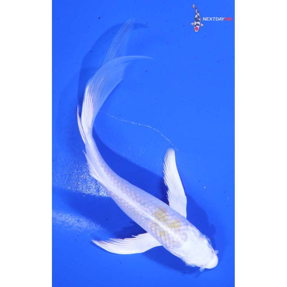 5” Imported Lemon Hariwake Butterfly Koi