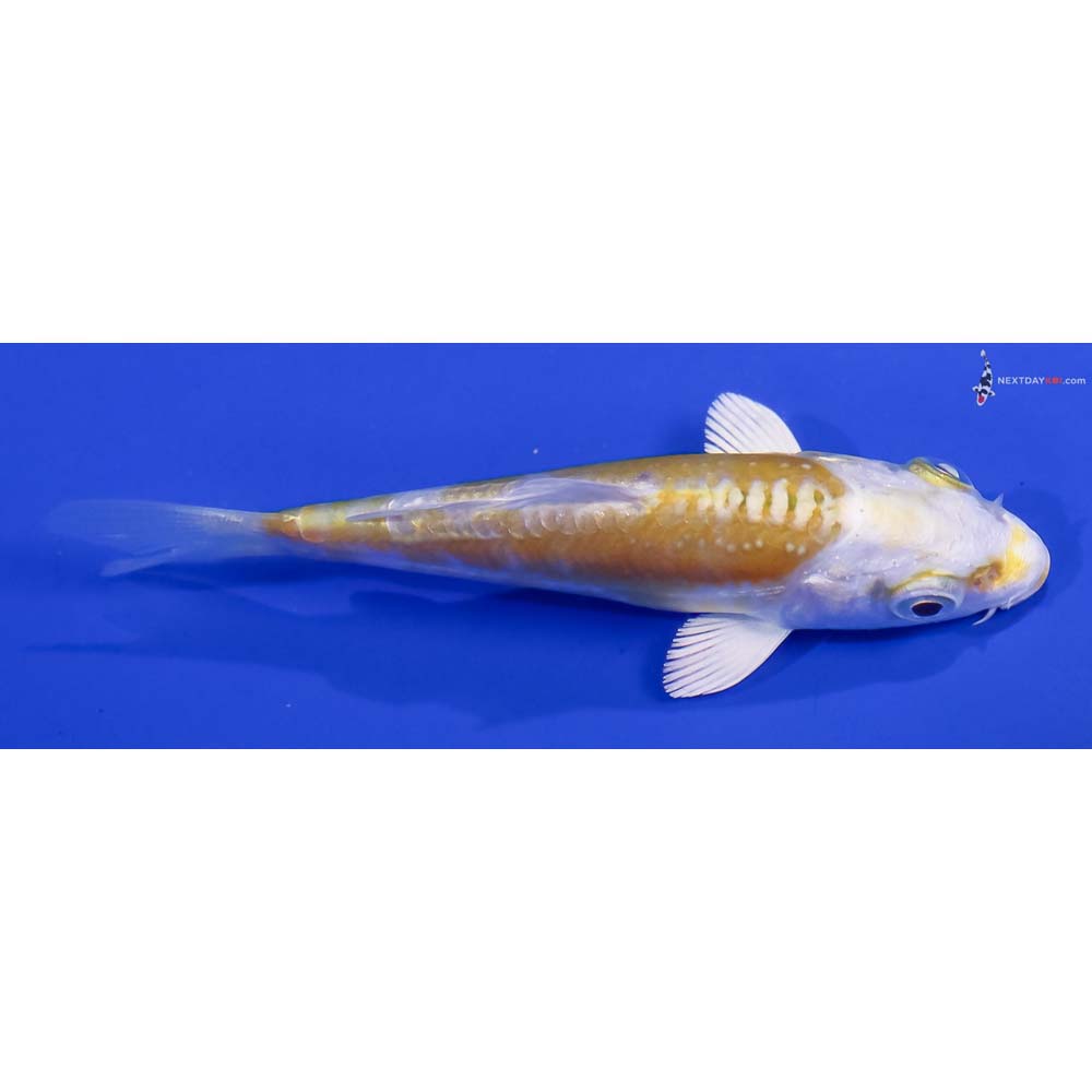 3.5” Imported Doitsu Lemon Hariwake