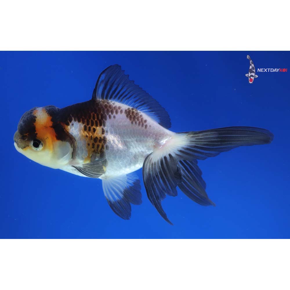 4” Imported Tri Color Panda Oranda