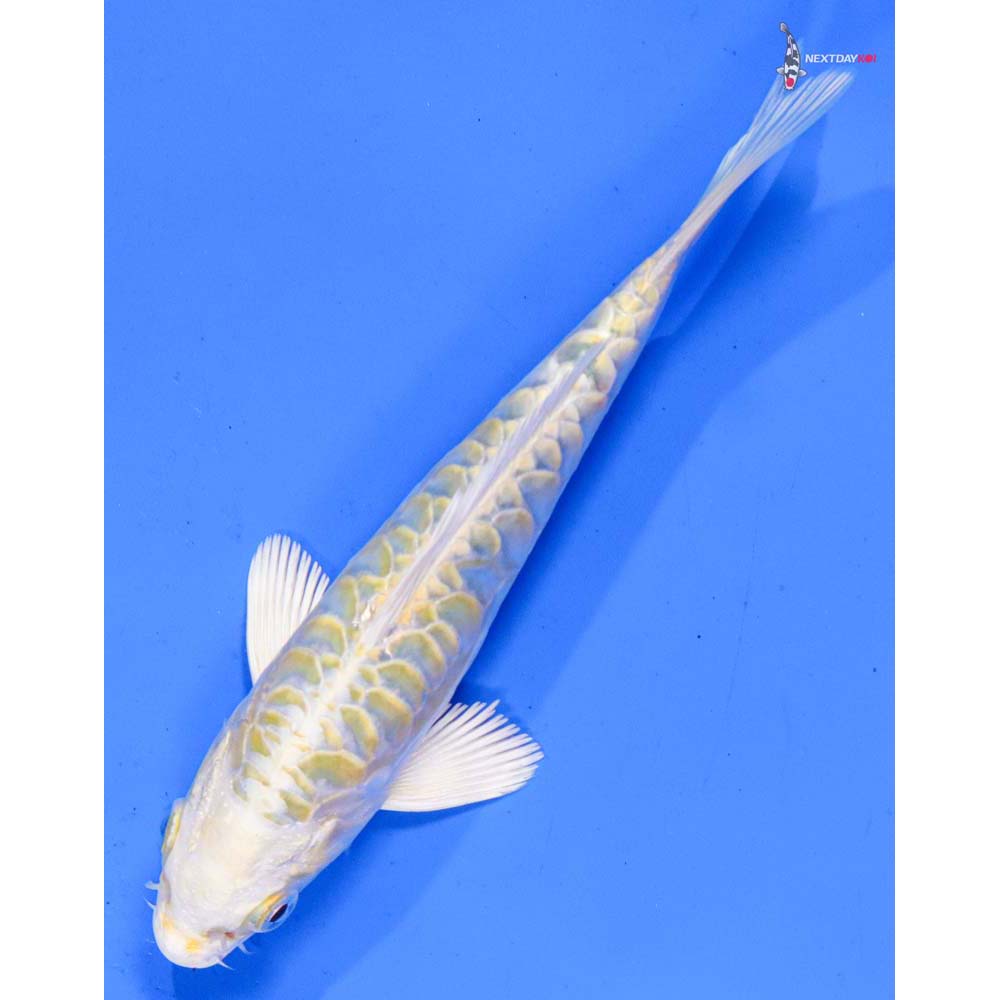 6” Imported Doitsu Lemon Hariwake