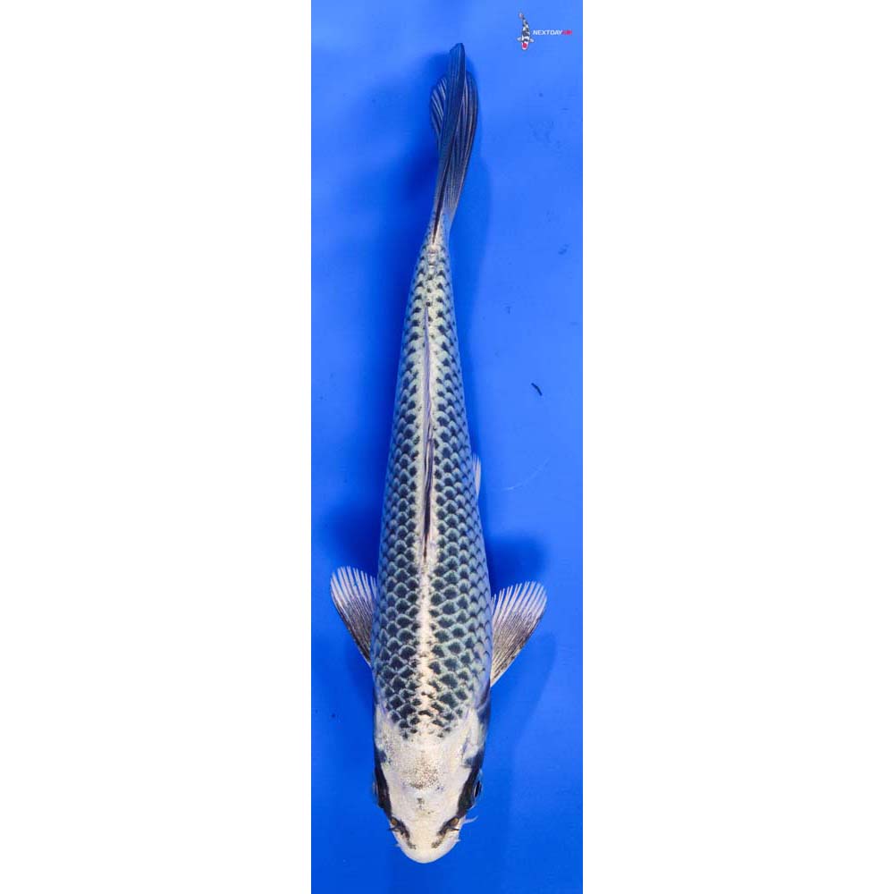 6” Imported Kujaku