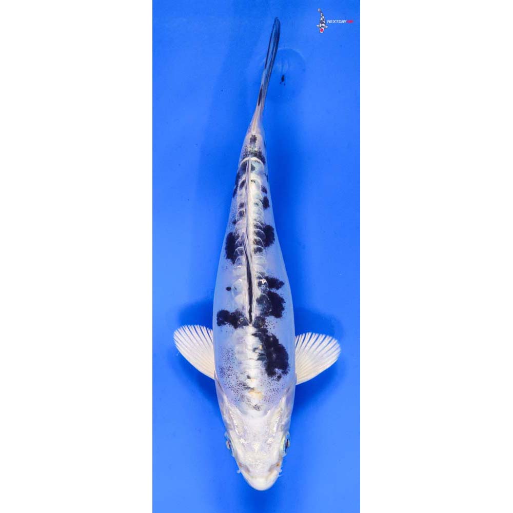 6” Imported Doitsu Gin Shiro Bekko