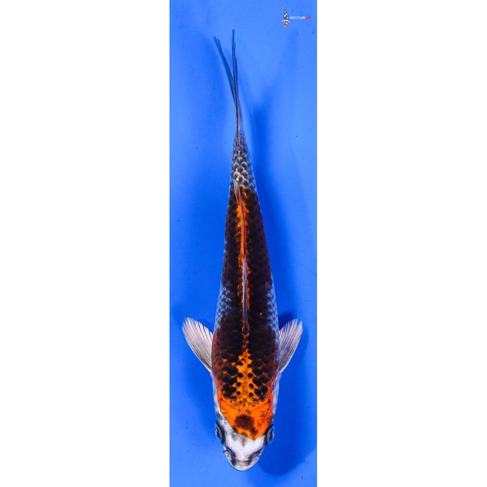 6” Imported Kujaku